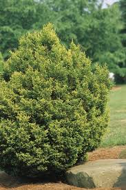 Image result for Chamaecrista plumosa