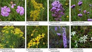 Floridapanhandle.com is a new travel and tourism website serving the 30a and the gulf coast of florida. Florida Native Plant Society Blog Plants Florida Native Plants Native Plants