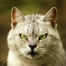 Pin On Cats