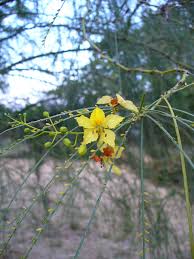 Image result for Parkinsonia africana