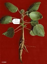 Image result for Gyrocarpus