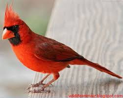 Check spelling or type a new query. Cardinal The Beautiful Red Birds Of America The Wildlife Cardinal Birds Birds Of America Bird