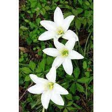However, neither the calla lily (zantedeschia spp.) nor the daylily (hemerocalis spp.) are true lilies. White Lily Flower Lilium Flower Indian Lilly à¤² à¤² à¤• à¤« à¤² Vetrivelu Exports Chennai Id 20392626333