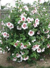 Planting Rose Of Sharon Rose Of Sharon Tree Planting Roses Rose Of Sharon