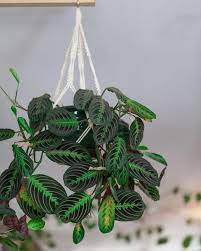 Pin On Unique Houseplants
