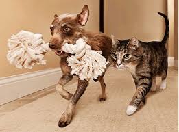 Check spelling or type a new query. Petco Return Policy Easy Returns To Store Or By Mail Petco