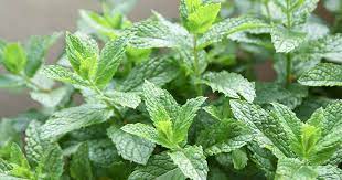 It is an attractant of butterflies, bees, and hummingbirds, and is said to repel mosquitoes when crushed foliage is rubbed on the skin. How To Grow Spearmint Gardener S Path