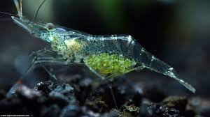 Their lifespan can range from one to one and a half years. Ghost Shrimp Care Food Lifespan Habitat Video