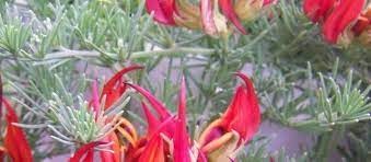 Maybe you would like to learn more about one of these? Lotus Lotus Vine Parrot S Beak Lotus Maculatus Amazon Sunset