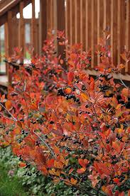 It's a great day to get started on your next diy project. Autumn Magic Black Chokeberry Aronia Melanocarpa Autumn Magic In Aurora Oswego Batavia Montgomery Naperville Illinois Il At Schaefer Greenhouses