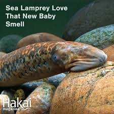 Image result for Hyparrhenia niariensis