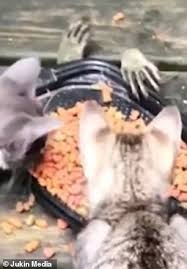 Greedy raccoon steals cat food, knocks on door demanding more. Raccoon Reaches Paws Through Wooden Deck To Steal Kittens Food Daily Mail Online