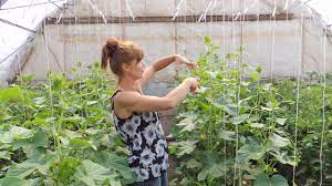 Explore our huge selection today! How To Prune Your Cucumber Plants For Best Production Youtube
