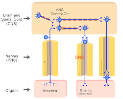 Image result for Sympathetic Nervous System