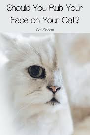 Pin On Cats
