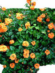 Essendo piante sempreverdi dioiche, con fiori o femminili o maschili, per far si che emettano le caratteristiche bacche rosse assai decorative soprattutto a rhaphiolepis sempreverde con fiori bianchi o rosa. Crossandra