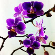 Purple Orchids They Are Also Believed To Bring Good Luck And Prosperity Orchid Is The Birth Flower For Those Born Purple Orchids Purple Orchid Tattoo Orchids