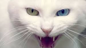 Van Kedisi Hdresim Net Sevimli Kediler Cok Sirin Hayvanlar Warrior Cats