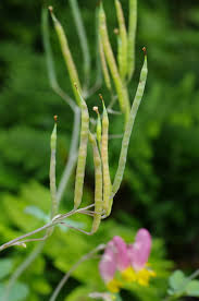 Image result for Xyris capnoides