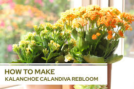 Image result for Kalanchoe calandiva