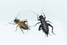 コオロギ 体 の つくり