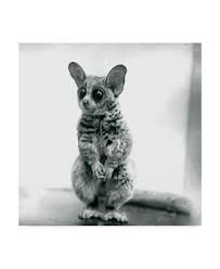 We did not find results for: Trademark Global Frederick William Bond A Galago Moholi Canvas Art 35 X 35 Reviews All Wall Decor Home Decor Macy S