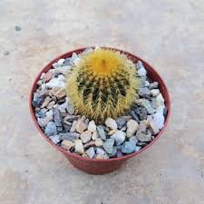 Vg), forma.1, palmberry, echo.hakone, fractions. Uebelmannia Pectinifera Fo Eriocactoides Forma 1 Cites Not Outside Eu Uhlig Kakteen More Than 5 000 Different Species
