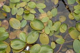 Image result for Potamogeton nodosus
