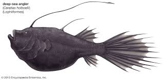 This clipart gallery offers 142 illustrations of the anatomy of fish, including organ diagrams, skeletal diagrams, fish eggs, and more for numerous species. Anglerfish Fish Britannica