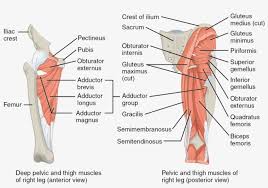 Check spelling or type a new query. The Muscles Of The Posterior Thigh Mouse Pelvic Limb Muscle 1024x651 Png Download Pngkit