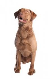 Please feel free to post pictures or videos of your chessie, or come and discuss. Breed Info Animal Health Clinic