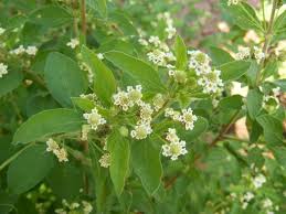 Image result for Lippia woodii