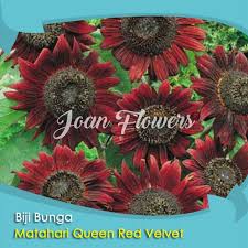 Bunga matahari (helianthus annuus l.) merupakan salah satu jenis bunga yang banyak diketahui oleh banyak orang. Bibit Tanaman Bunga Matahari Queen Red Velvet Benih Bibit Tanaman Hias Untuk Dekorasi Rumah Shopee Indonesia