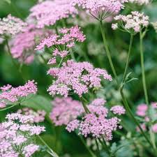 Image result for Pimpinella ledermannii
