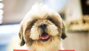 Download our petland app today for information on your local petland's available pets and pet supplies. Petland Responds To Cdc Outbreak Advisory Linked To Pet Store Puppies