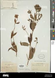 Image result for Dissotis longisepala