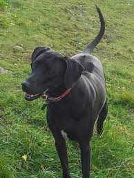 They are a little bit more sensitive than other dog breeds. My Beautiful Black Rhodesian Ridgeback