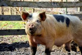 A Pig Feeding Guide For Raising Hogs Countryside