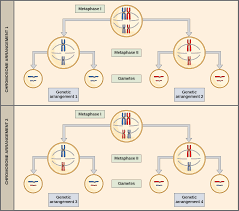 Dephosphorylation of the mitotic in meiosis, there are two phases of telophase i and telophase ii. The Process Of Meiosis Openstax Biology 2e