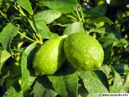 Citron vert est une enseigne d'instituts de beauté jeune et dynamique. Ou Trouver Du Citron Vert Du Vrai Forum Ile Maurice