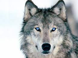 Blue Eyed Wolf Wolf Photos Wolf Pictures Animals Wild