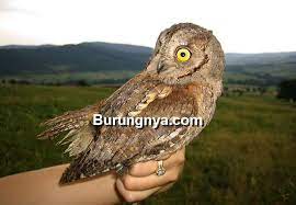 Check spelling or type a new query. 57 Jenis Burung Hantu Dilindungi Dan Tidak Dilindungi Burungnya Com