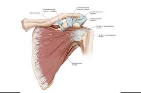 It also helps you raise and rotate your arm. Shoulder Muscles Anatomy Anatomy Drawing Diagram