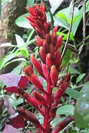 Image result for Renealmia