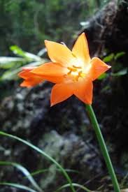 Image result for Cyrtanthus galpinii