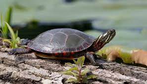 The turtle is the only species of the genus chrysemys, which is part of the pond turtle family emydidae. Midland Painted Turtle 2021 Overview Care Sheet All Turtles