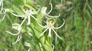 Image result for Habenaria cirrhata