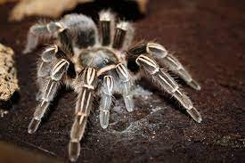 We did not find results for: Costa Rican Zebra Tarantula Aphonopelma Seemanni Tarantula Friendly