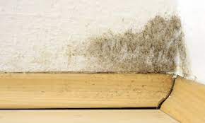 We did not find results for: Conseils Pour Nettoyer Un Mur De La Moisissure Trucs Pratiques