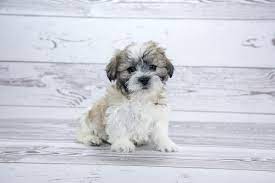 View our puppies online or come into our store to see them in person. Teddy Bear Puppies For Sale Change Comin